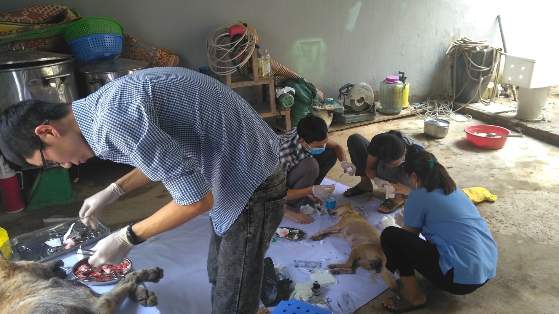 ACPA[-]hỗ[-]trợ[-]nhân[-]đạo[-]trong[-]quá[-]trình[-]xử[-]lý[-]đàn[-]chó[-]được[-]tạm[-]giữ[-]ở[-]Thanh[-]Hoá